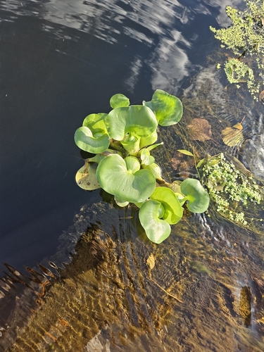 common water hyacinth