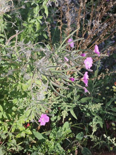 Great Willowherb