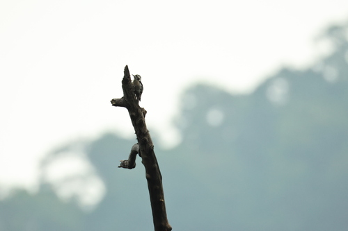 Gray-capped Pygmy Woodpecker