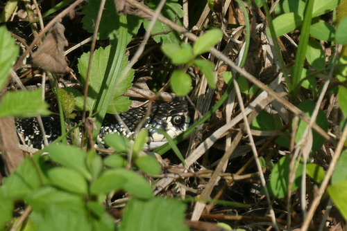 Green Whip Snake