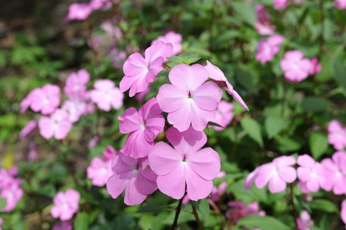 Impatiens spectabilis