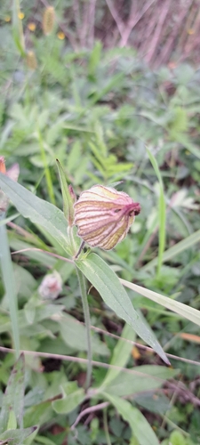 white campion