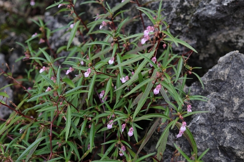 Impatiens suksathanii