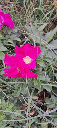 rugosa rose