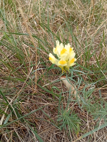 common toadflax