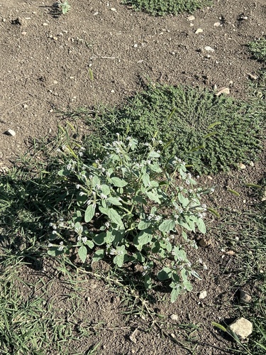 European heliotrope
