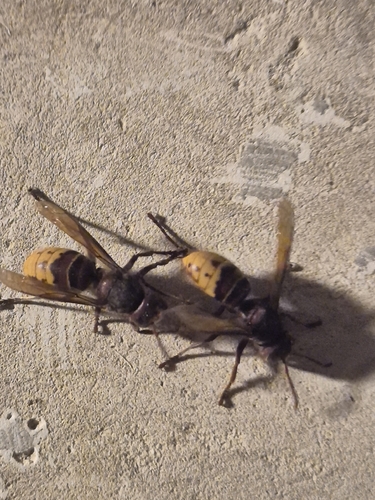 European Hornet