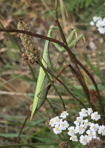 European Mantis