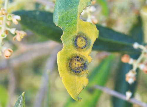 olive ring spot