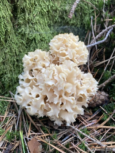 Cauliflower Fungus
