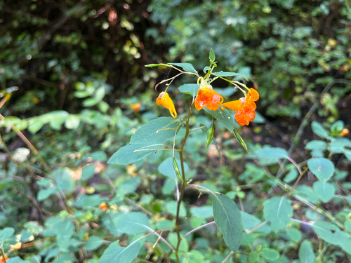common jewelweed