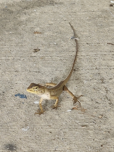 Thai Garden Lizard