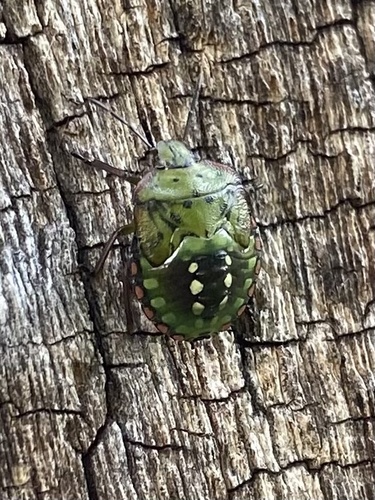 Southern Green Stink Bug