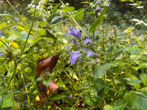 great blue lobelia