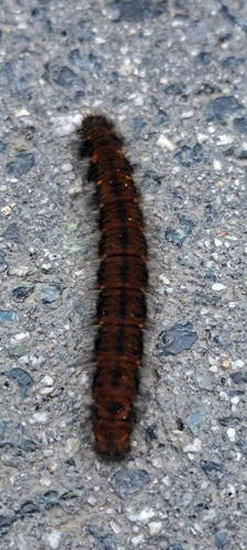 Fox Moth