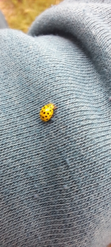 22-spot Ladybird