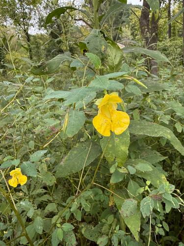pale jewelweed