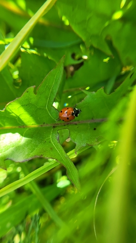 Seven-spotted Lady Beetle