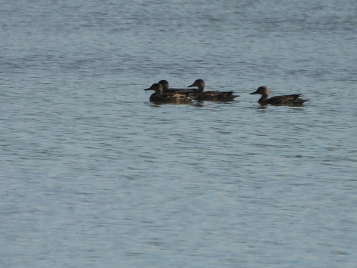 Green-winged Teal