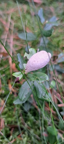 Lingonberry Gall