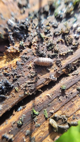 Common Rough Woodlouse