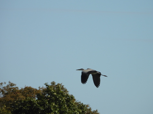 Grey Heron