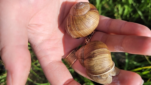 Roman Snail