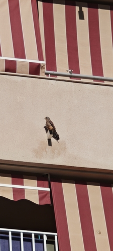 Eurasian Kestrel