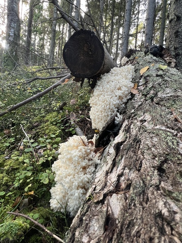 Coral tooth fungus
