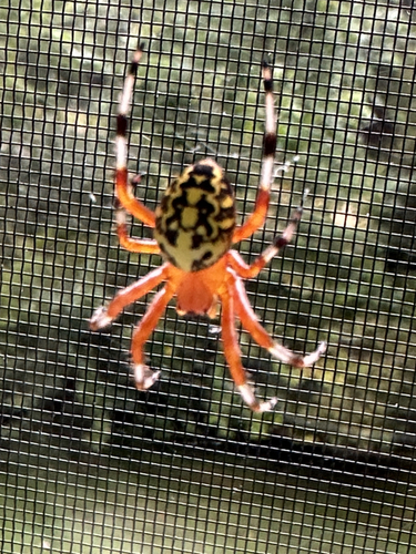 Marbled Orbweaver