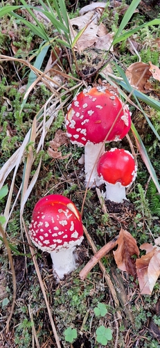 Fly Agaric