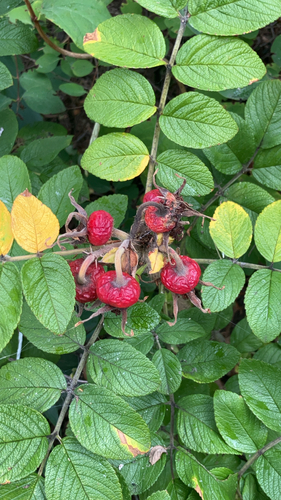 rugosa rose