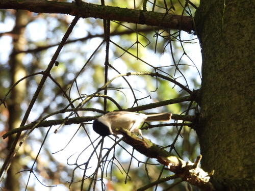 Marsh Tit