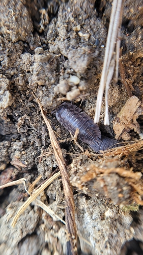 Common Shiny Woodlouse