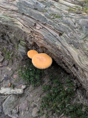 False Chanterelle