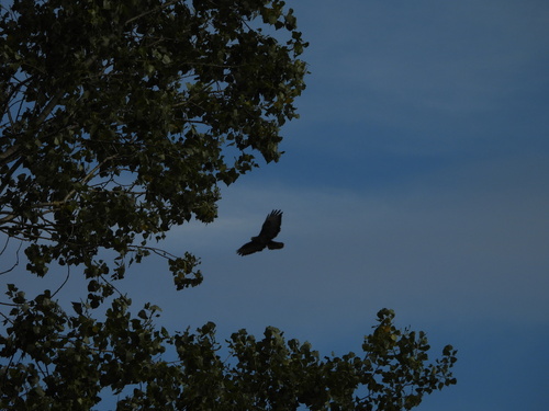 Common Buzzard