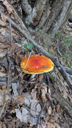 Fly Agaric