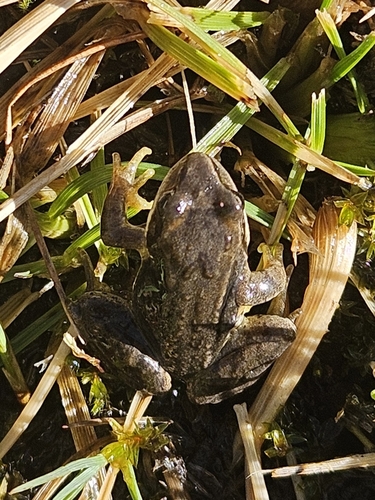 European Common Frog