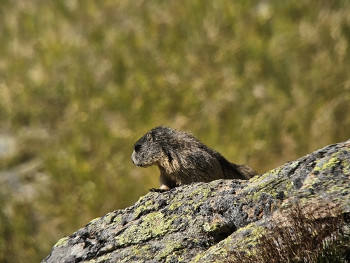 Alpine Marmot