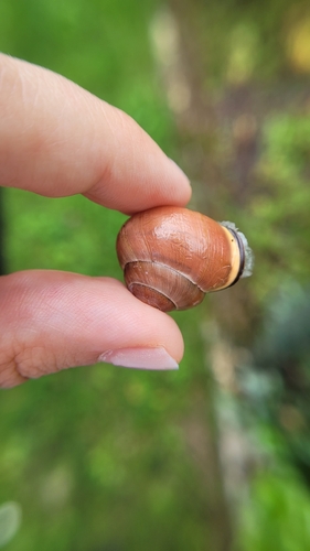 Brown-lipped Snail