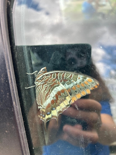 Two-tailed Pasha