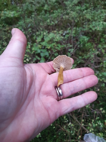Yellowfoot