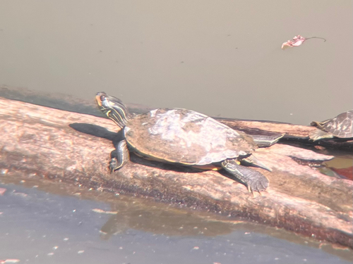 Northern Map Turtle