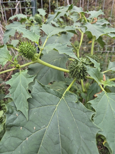 jimsonweed
