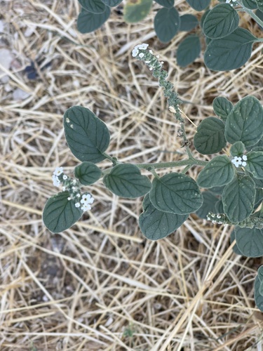 European heliotrope