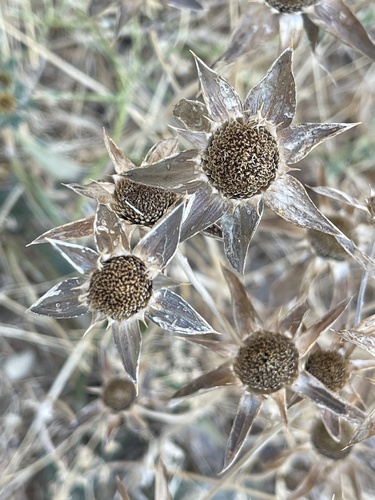 Spiny Starwort