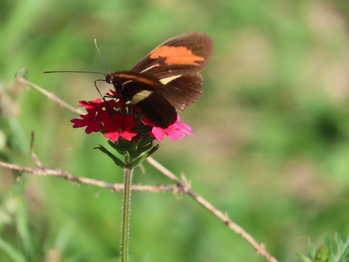 Heliconius erato phyllis