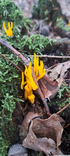 Jelly-antler