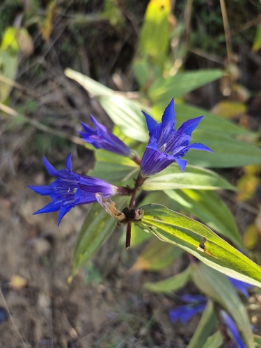 willow gentian