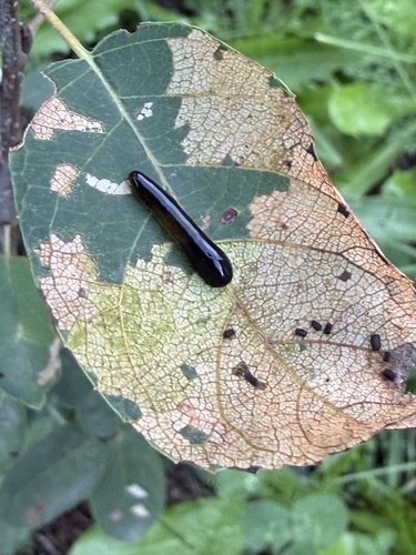 Cherry Slug Sawfly